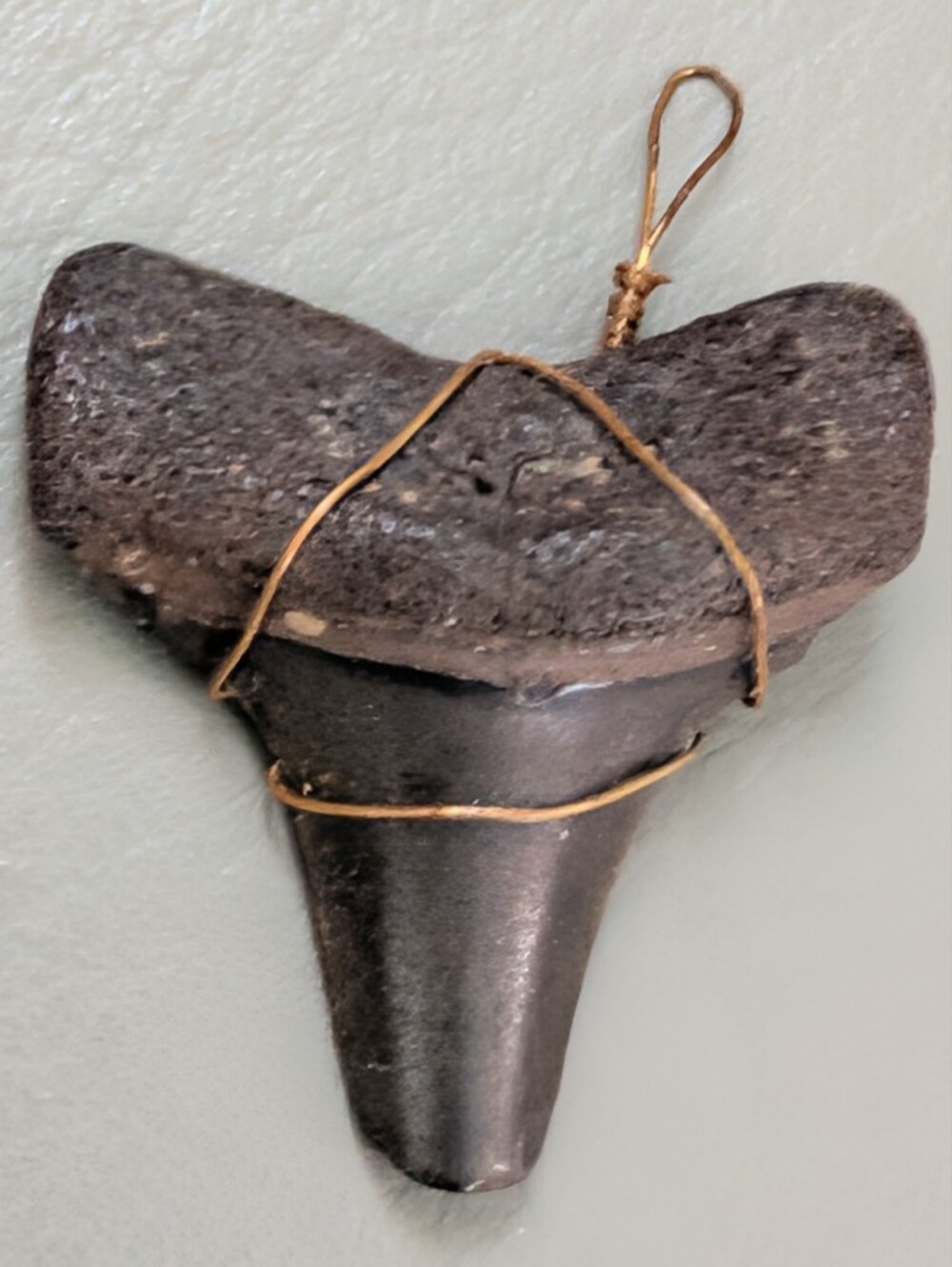 Fossilized Shark Tooth Wrapped In Wire Pendant